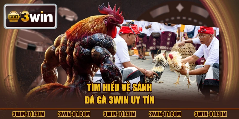 Tìm hiểu về sảnh đá gà 3WIN uy tín